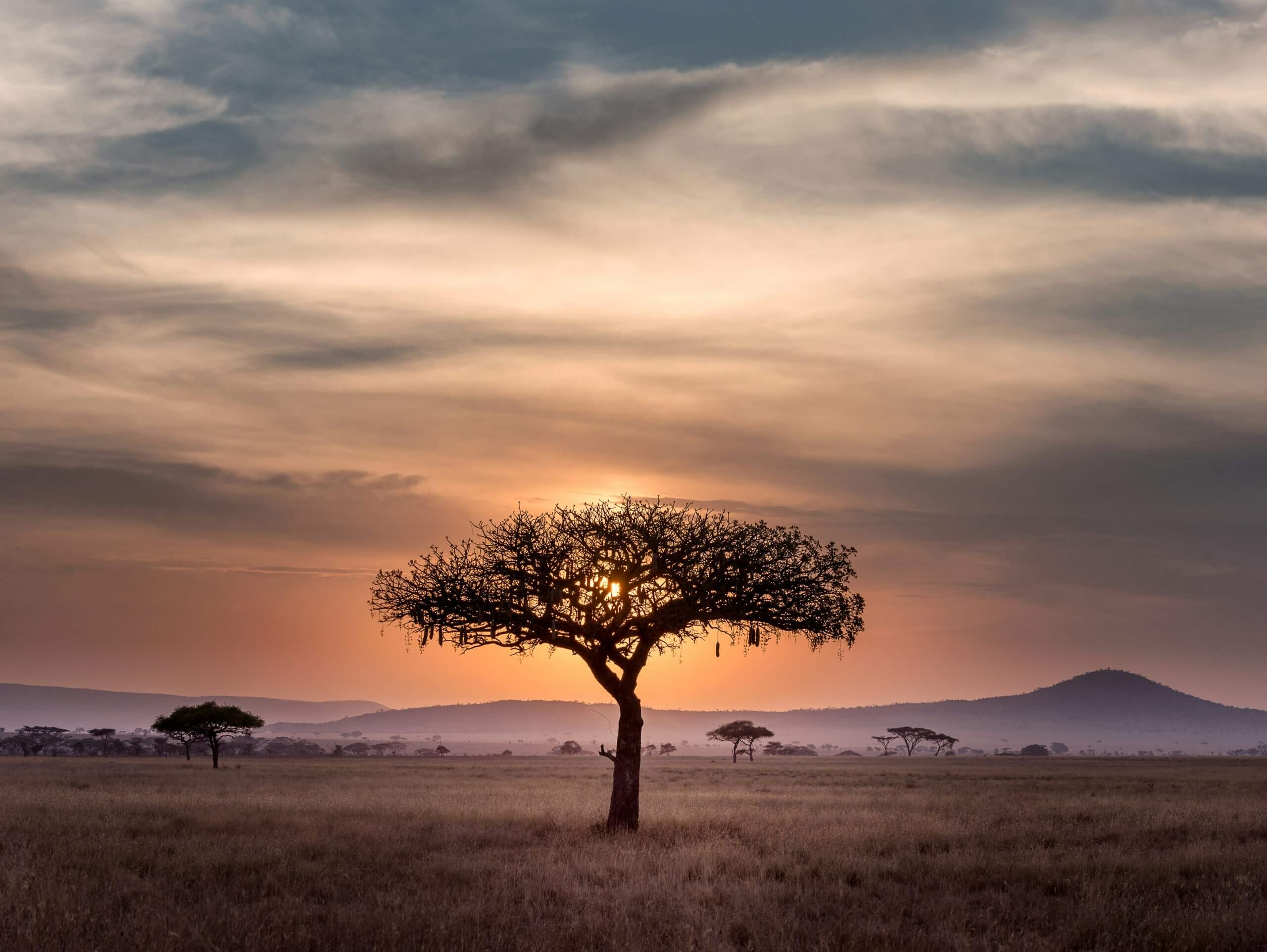 Tree during sunset on an african grass land