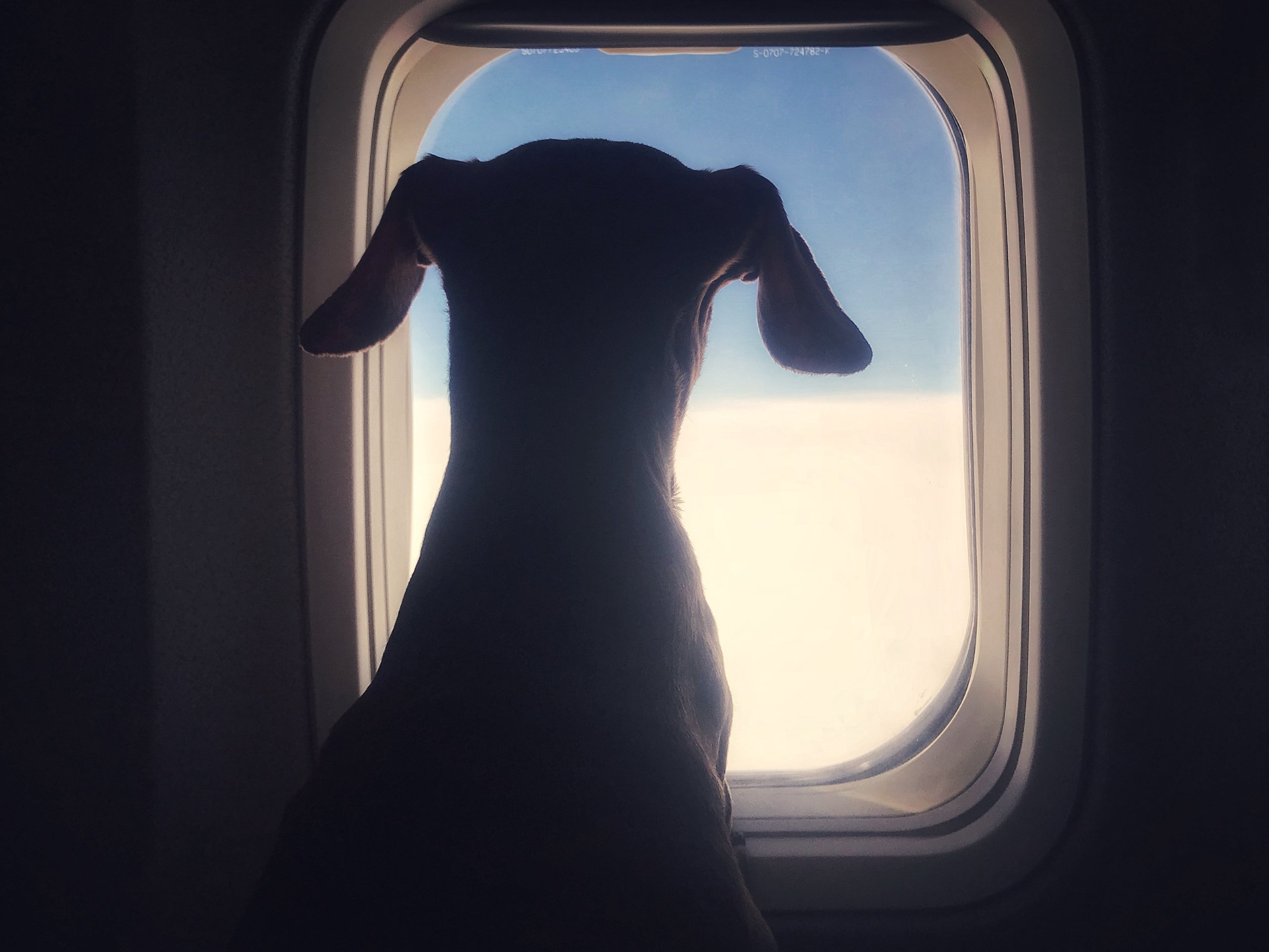 traveling with pets