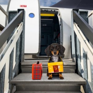 pet carrier for flying